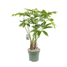 130 - 140cm Thaumatophyllum  Philodendron Funny Bunny 30cm Hydro Pot Office Plants