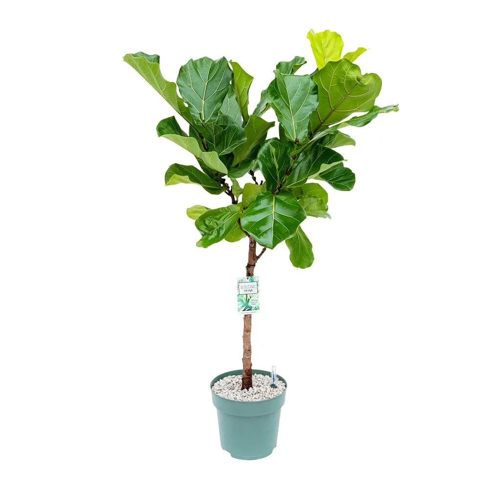 130 - 150cm Ficus Lyrata Tree 27cm Hydro Pot Office Plants