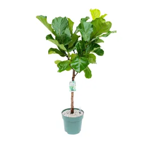 130 - 150cm Ficus Lyrata Tree 27cm Hydro Pot Office Plants