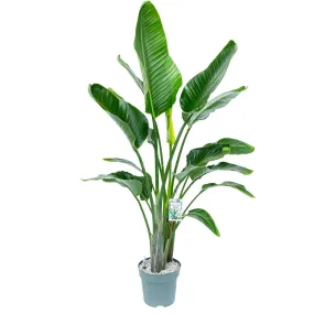 150 - 160cm Strelitzia Nicolai 27cm Hydro Pot Office Plants